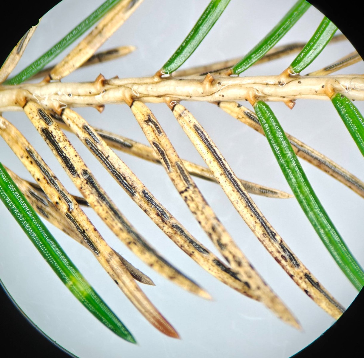 Lirula macrospora