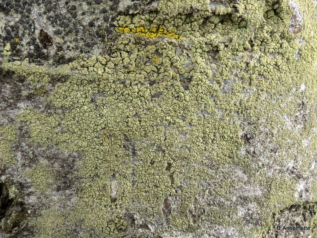 Pyrrhospora quernea