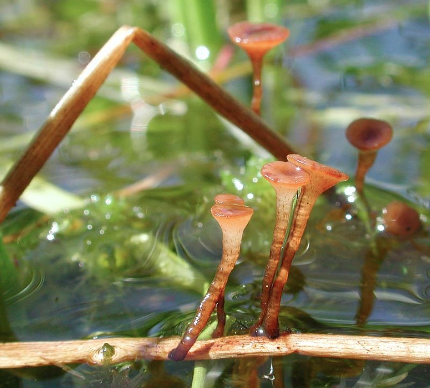 Rutstroemia plana