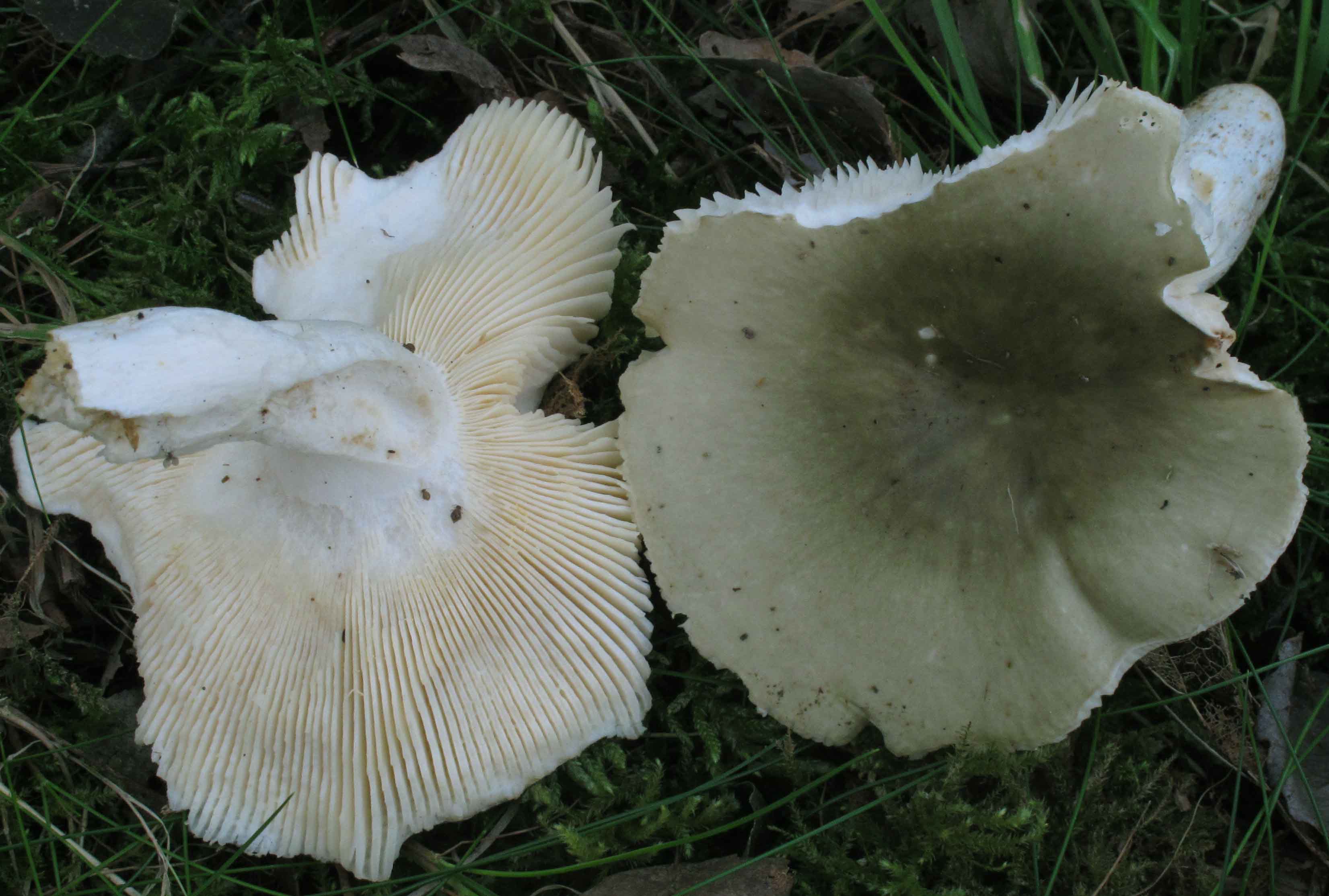 Russula medullata