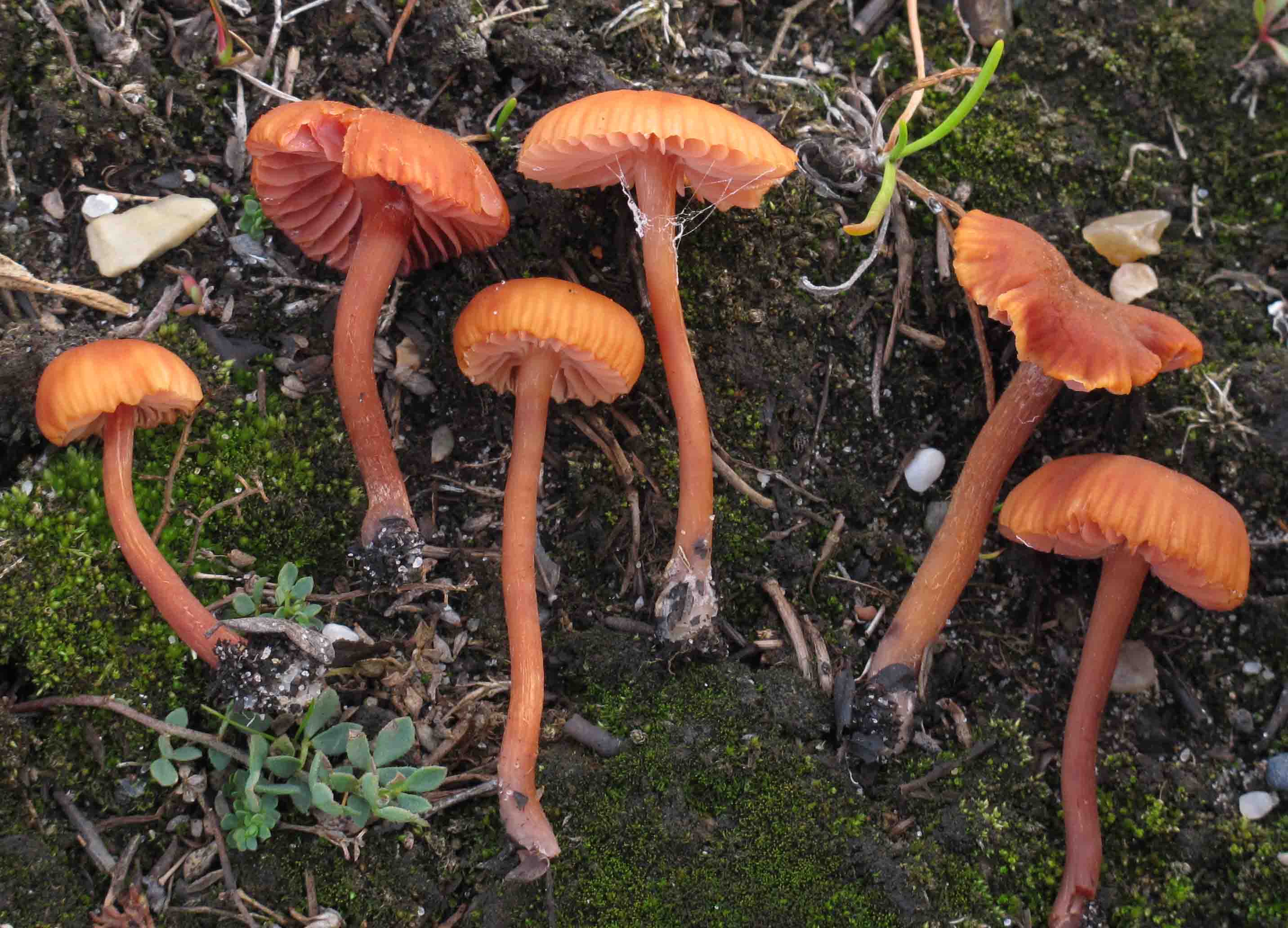 Laccaria pumila