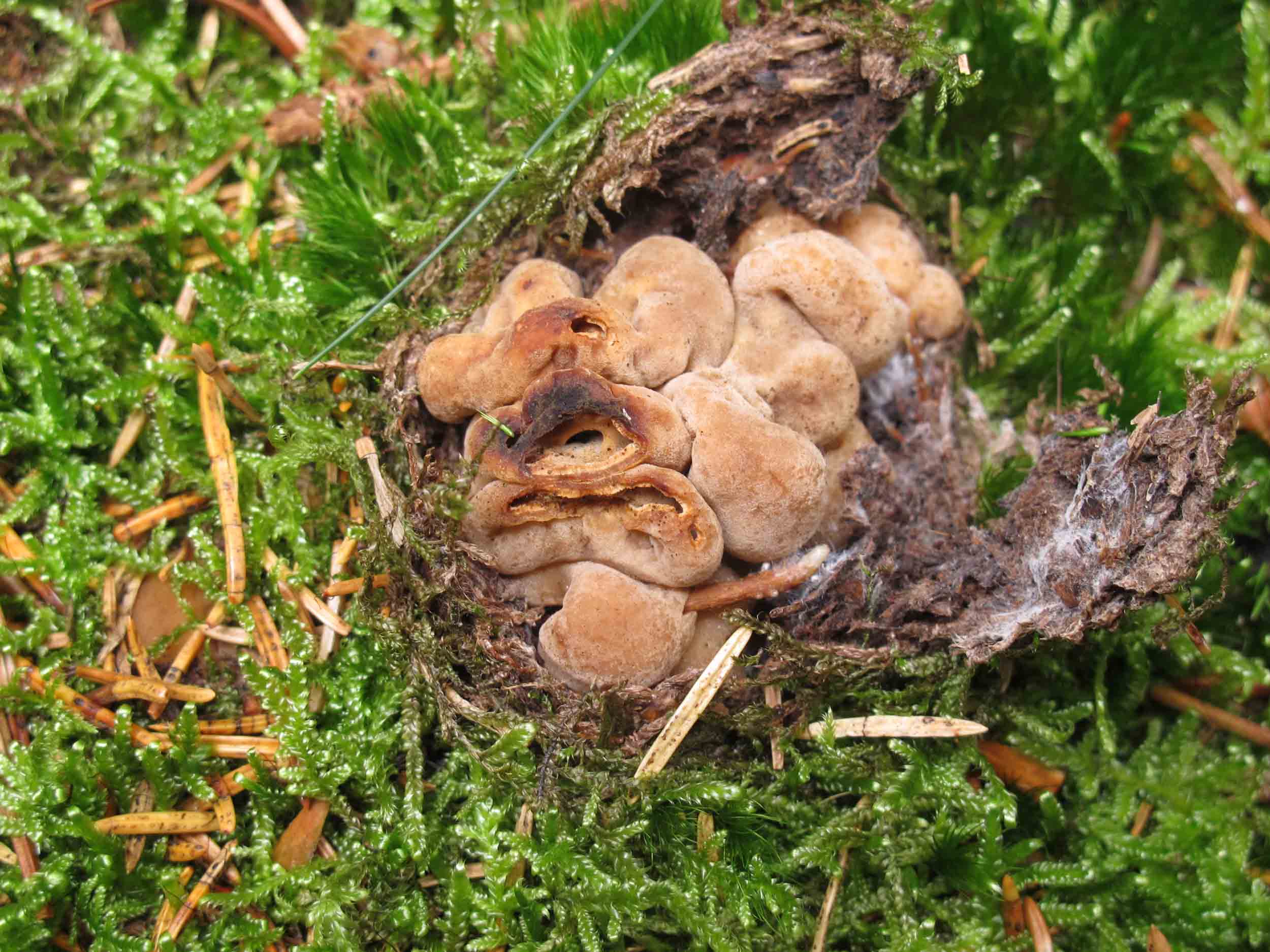 Hydnotrya cubispora