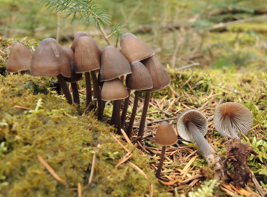 Mycena silvae-nigrae