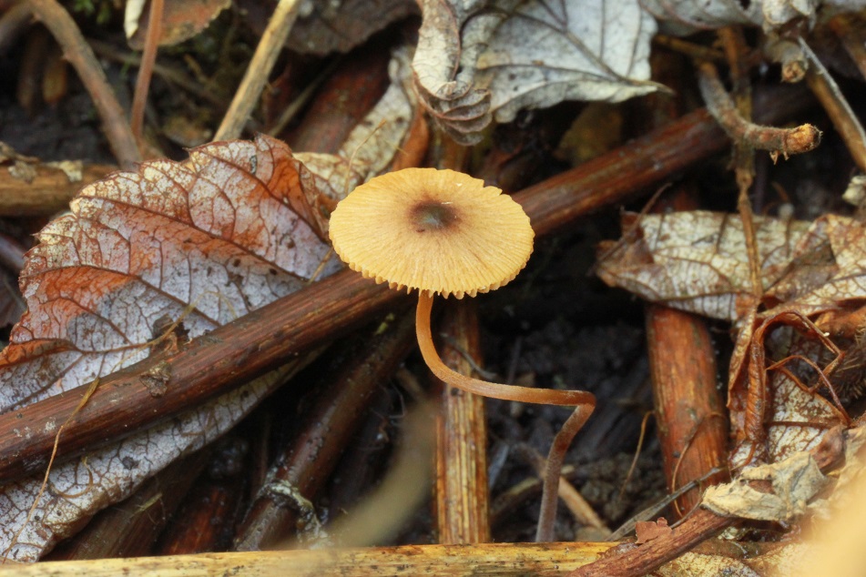 Conocybe echinata