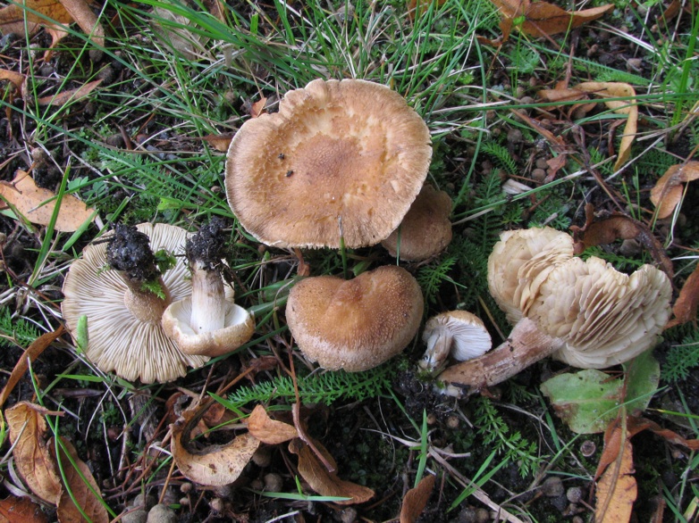 Inocybe tenebrosa