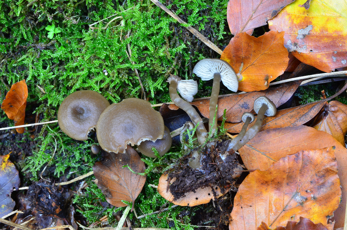 Clitocybe foetens