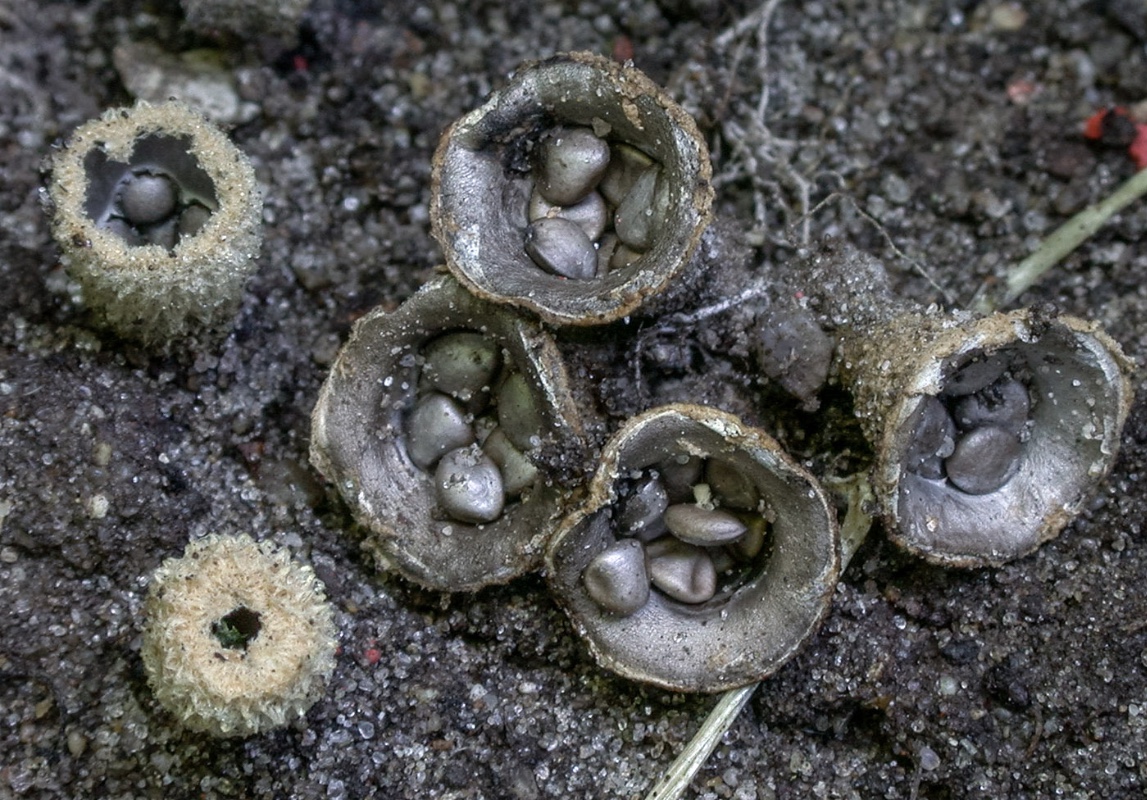 Cyathus stercoreus