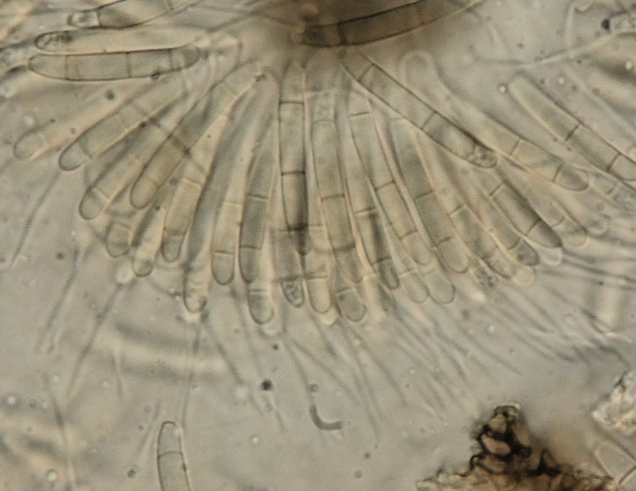 Discosia artocreas