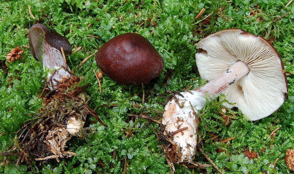 Rhodocollybia filamentosa