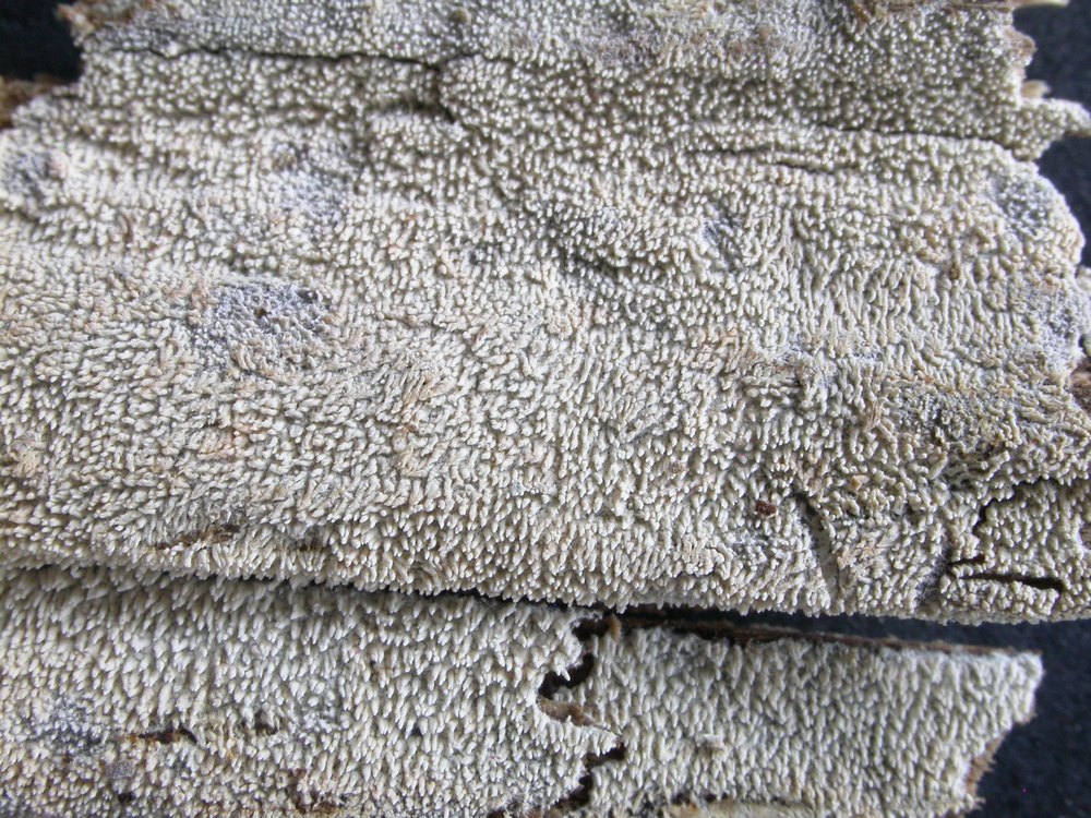 Trechispora nivea
