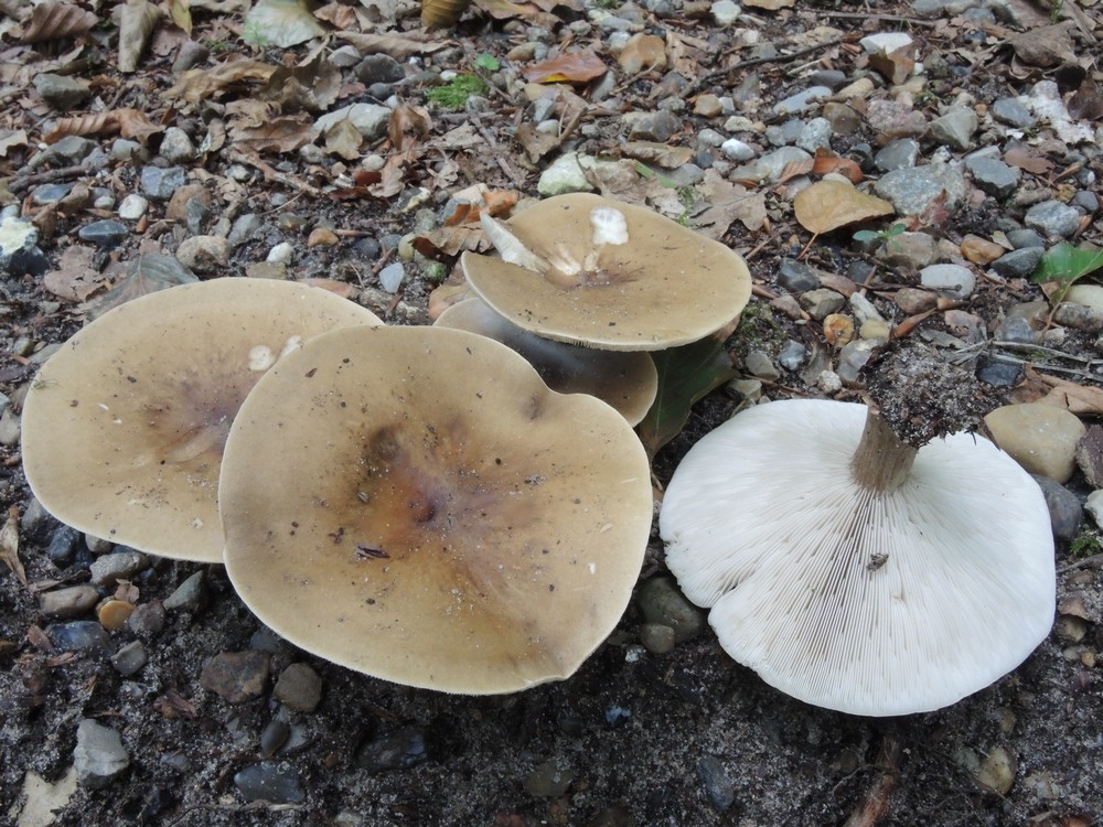 Melanoleuca grammopodia