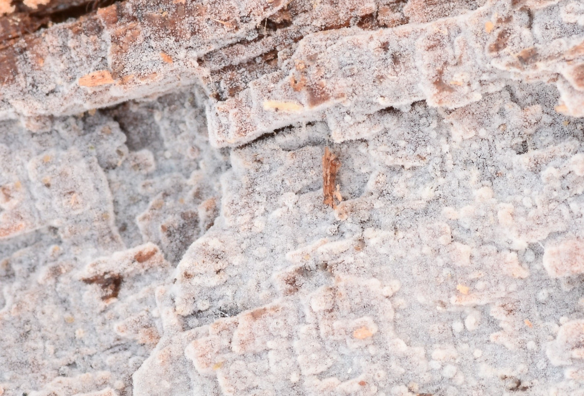 Hyphoderma occidentale