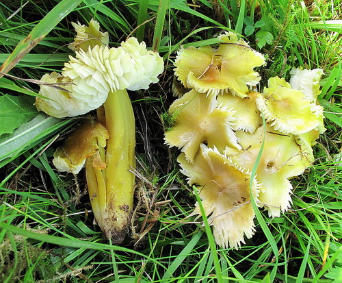 Hygrocybe citrinovirens