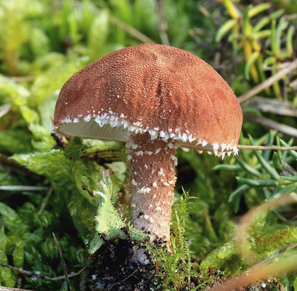 Cystodermella granulosa