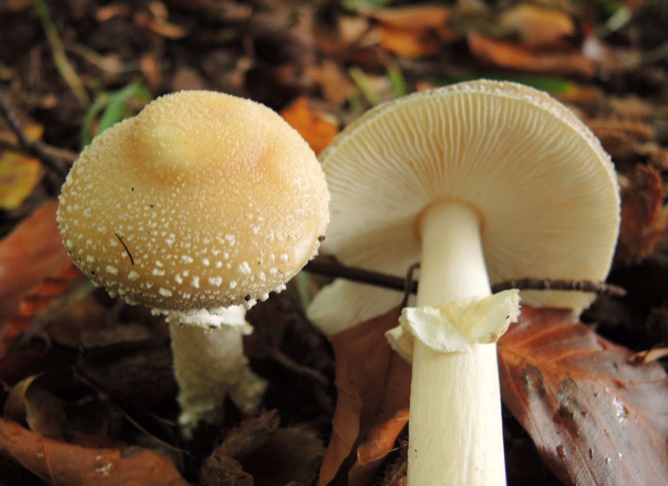 Amanita eliae