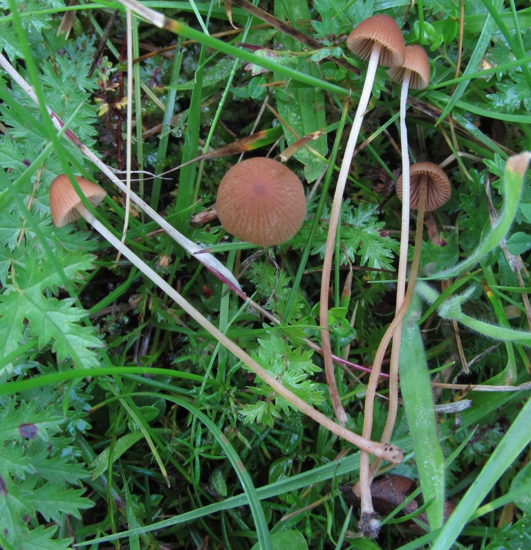Conocybe pulchella