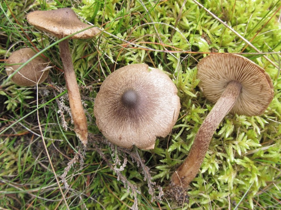 Inocybe soluta