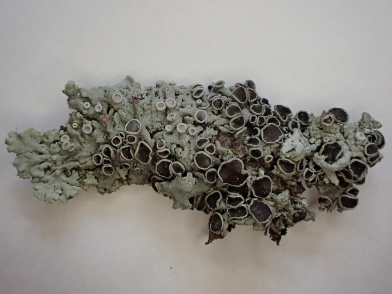 Physcia stellaris