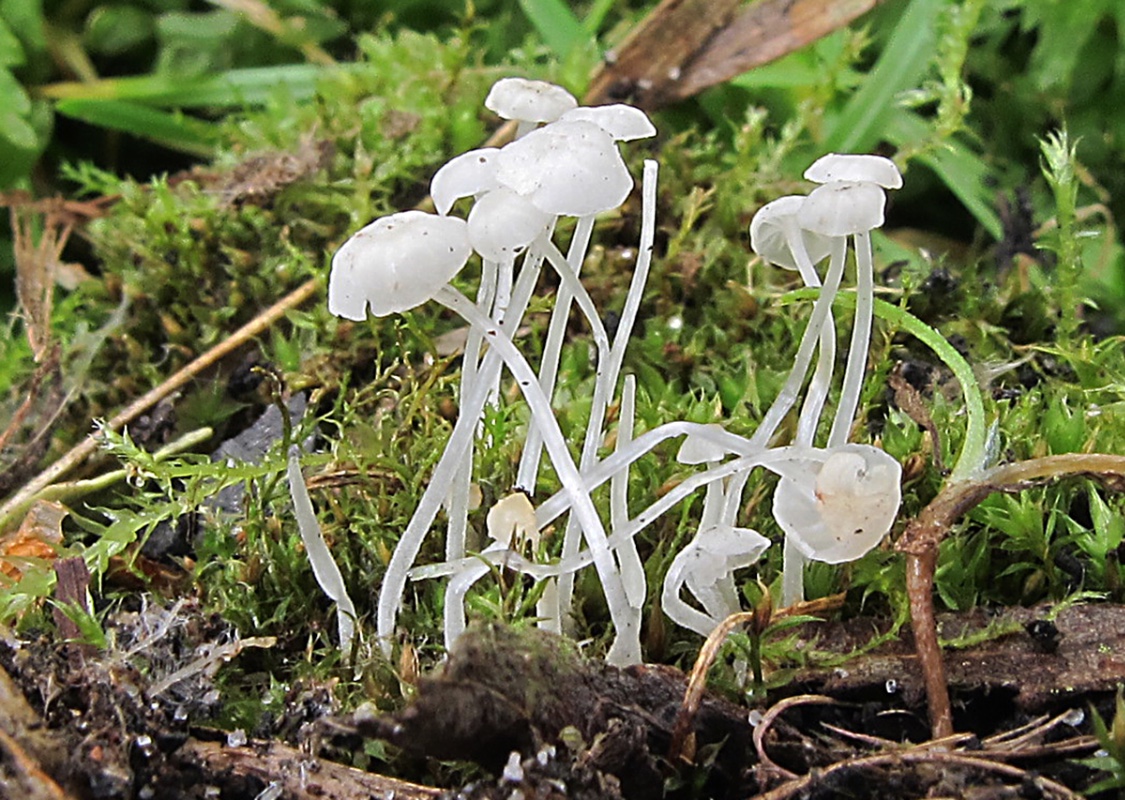 Hemimycena gracilis