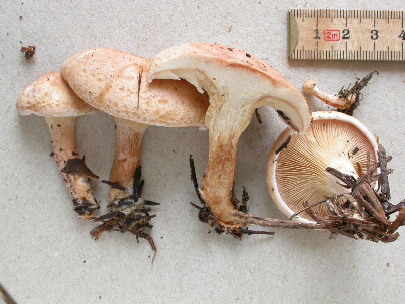 Paralepista gilva