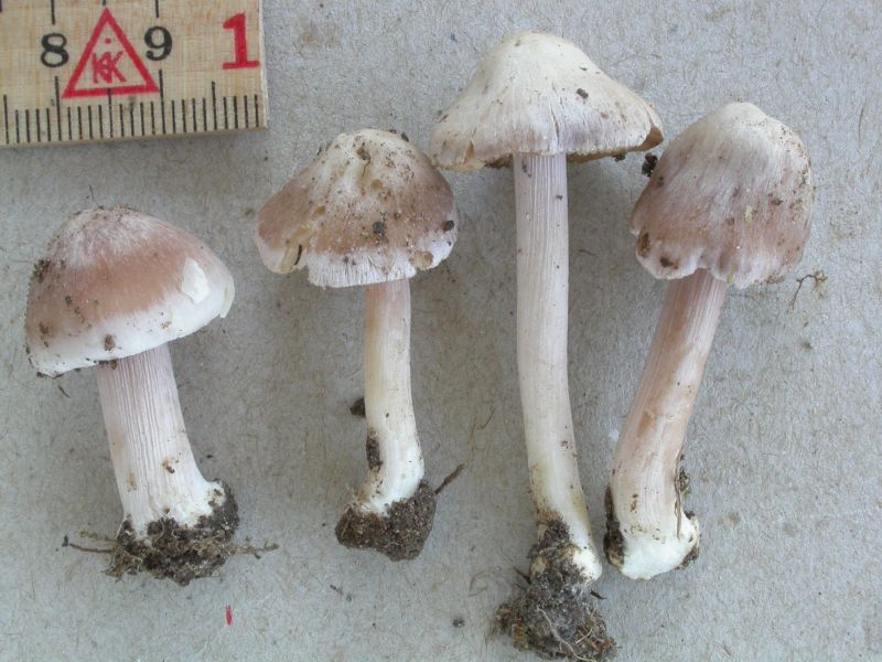 Inocybe grammata