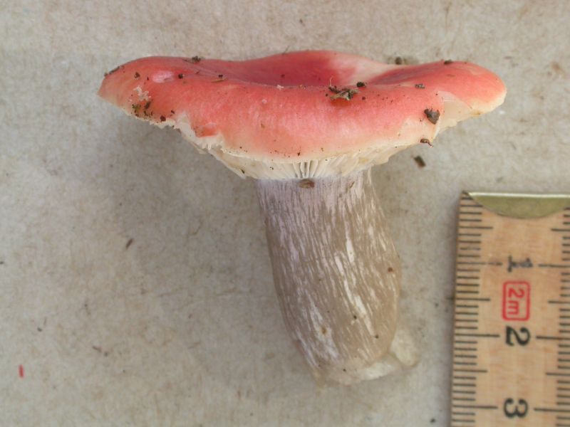 Russula helodes