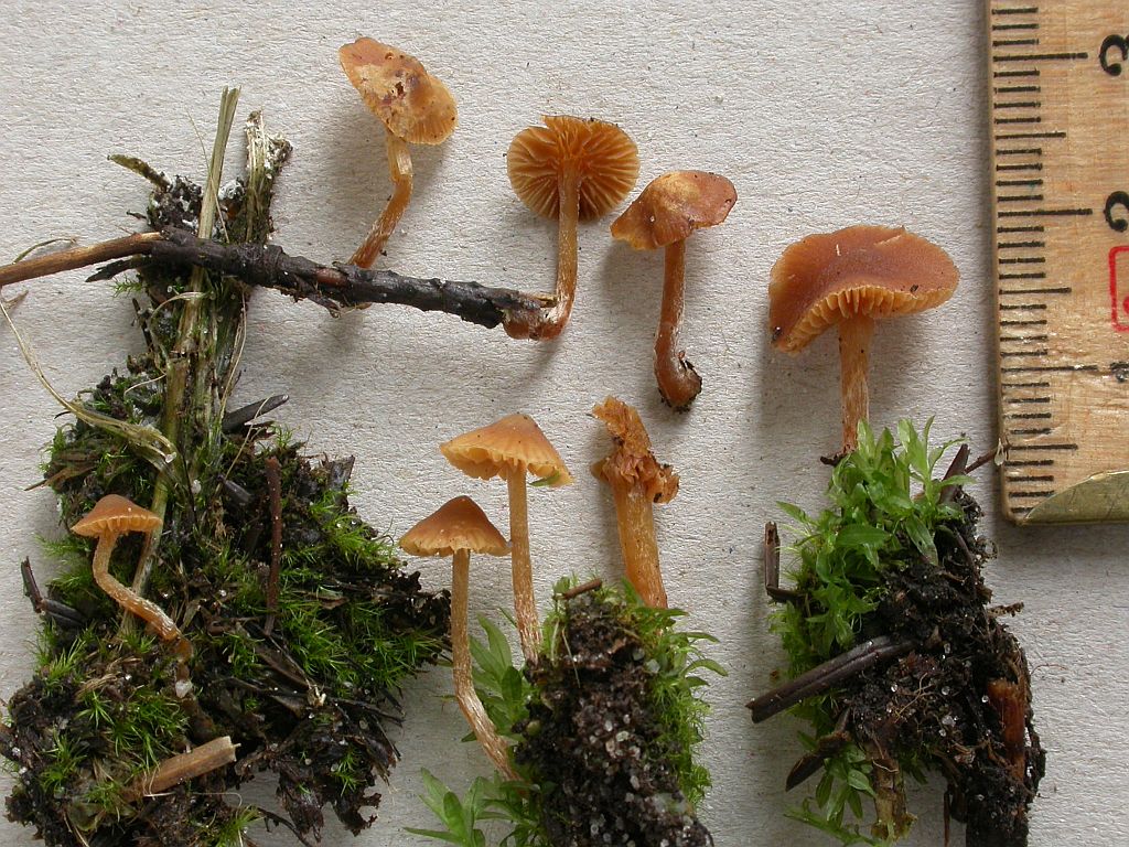 Galerina cinctula