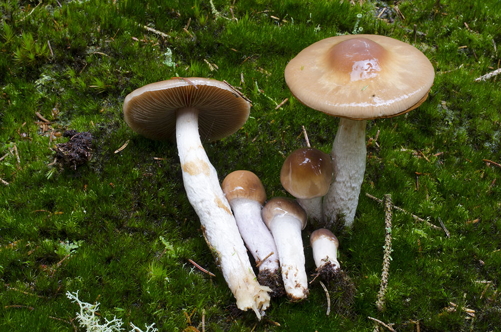 Cortinarius mucifluus