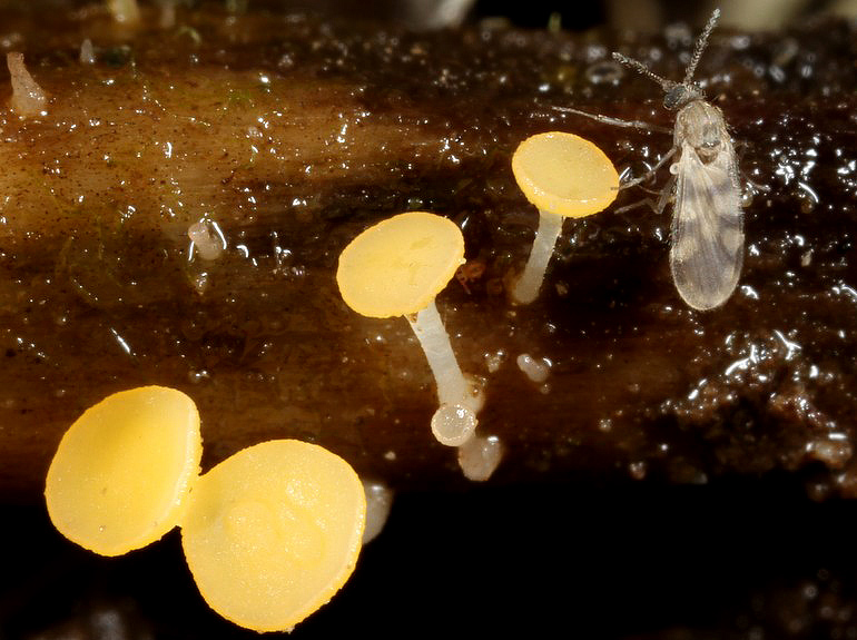 Hymenoscyphus menthae