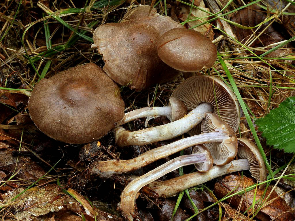 Cortinarius valgus