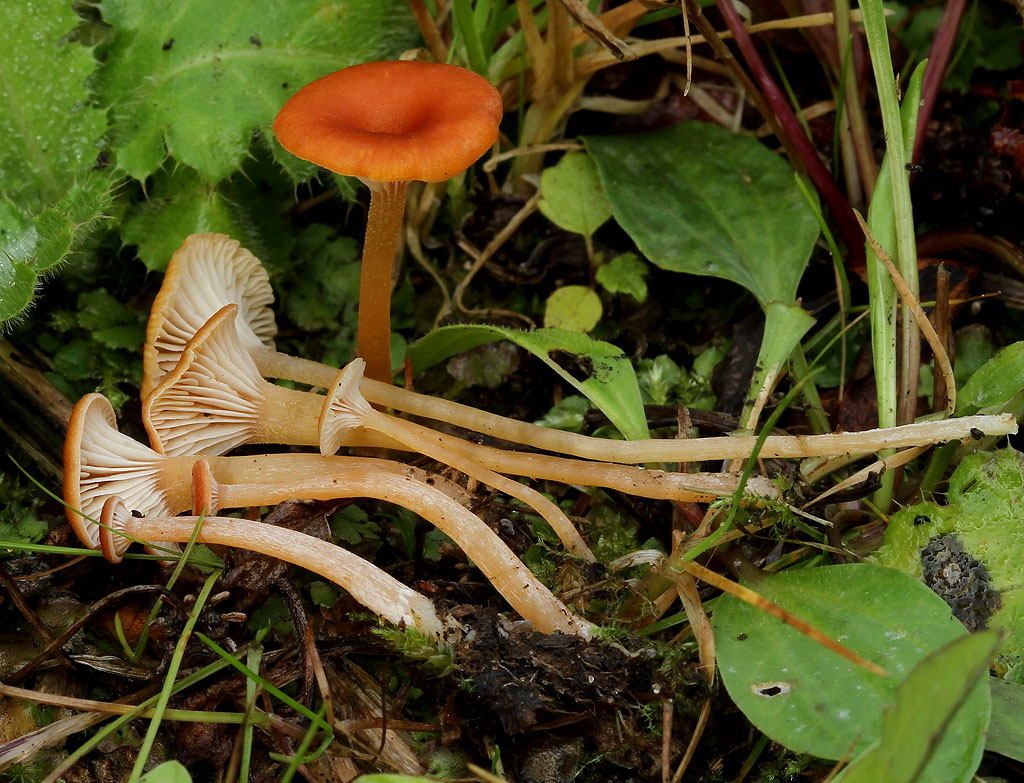 Loreleia postii