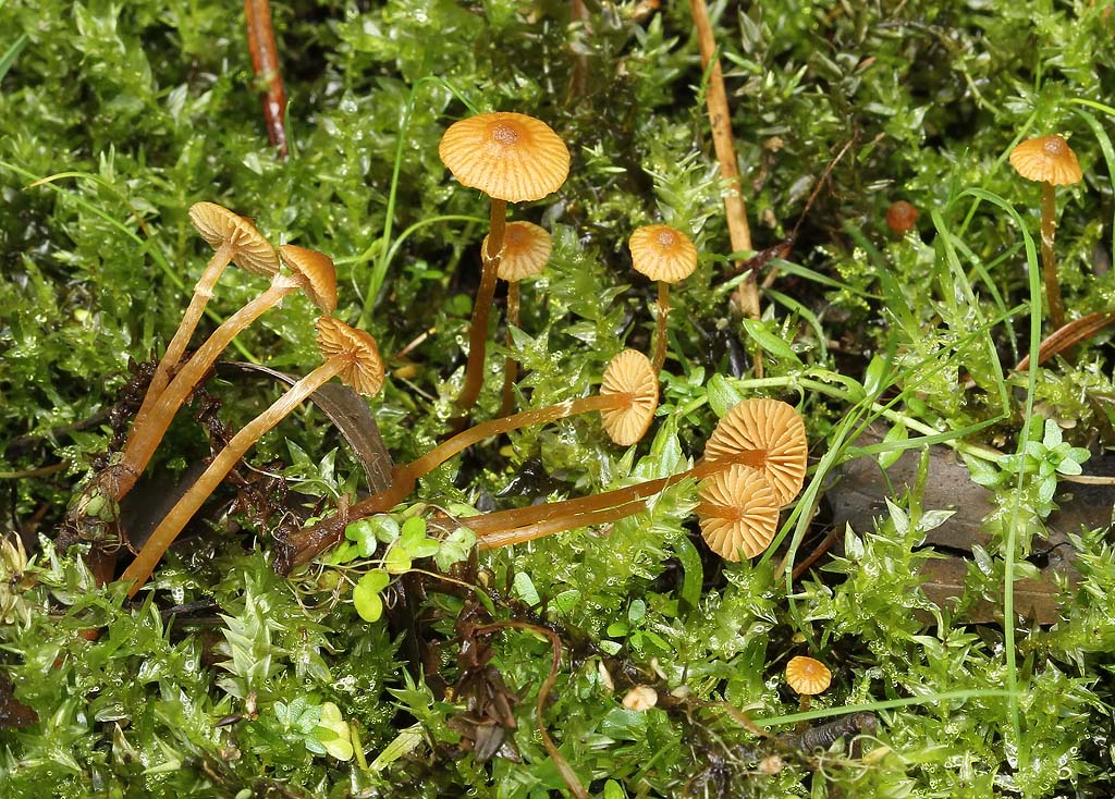 Galerina jaapii