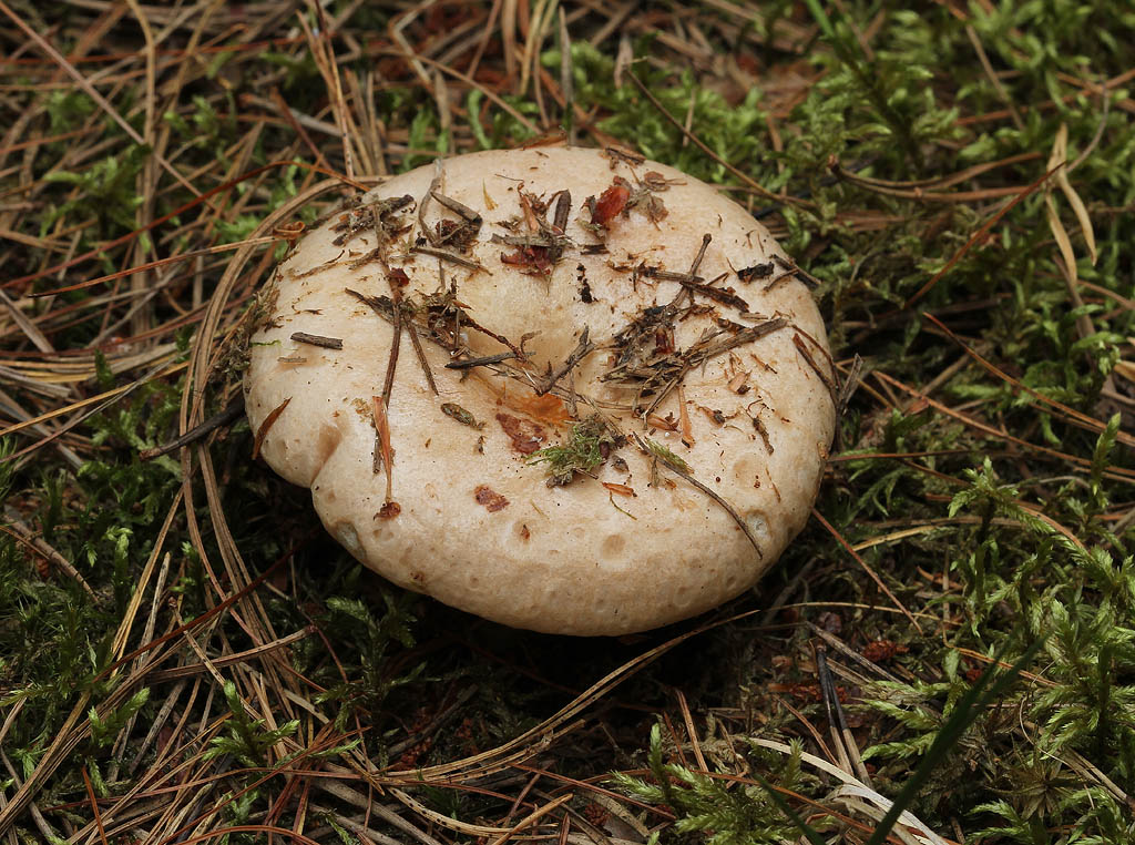 Lactarius musteus