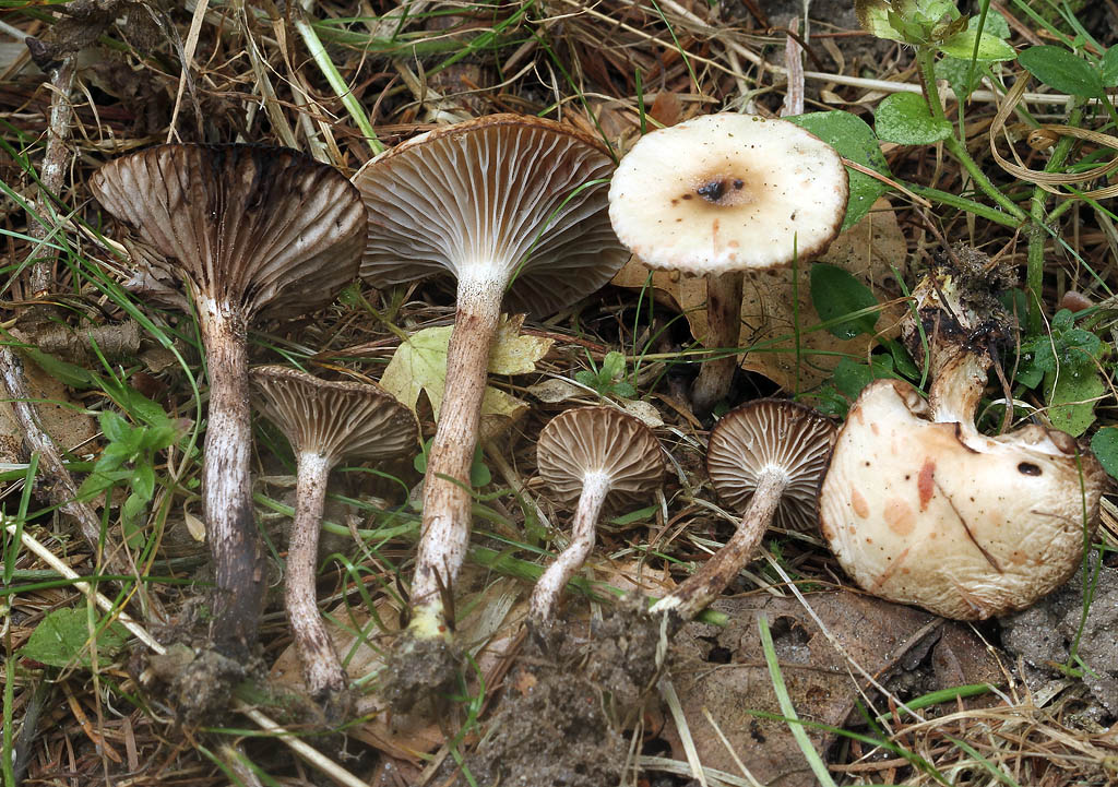 Gomphidius maculatus