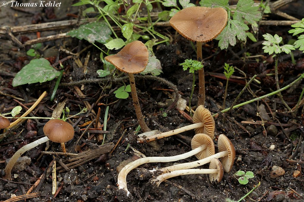 Conocybe pilosella