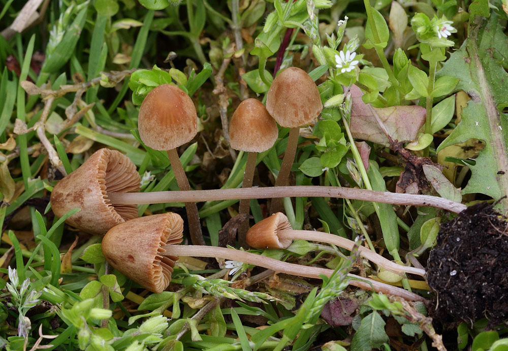 Conocybe siliginea