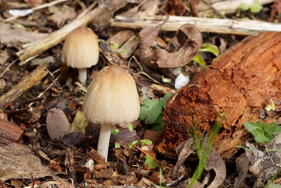 Coprinellus radians