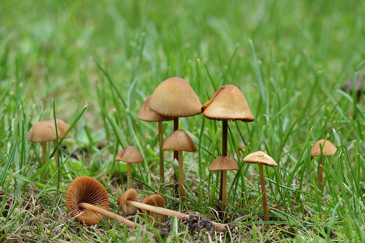 Conocybe semiglobata