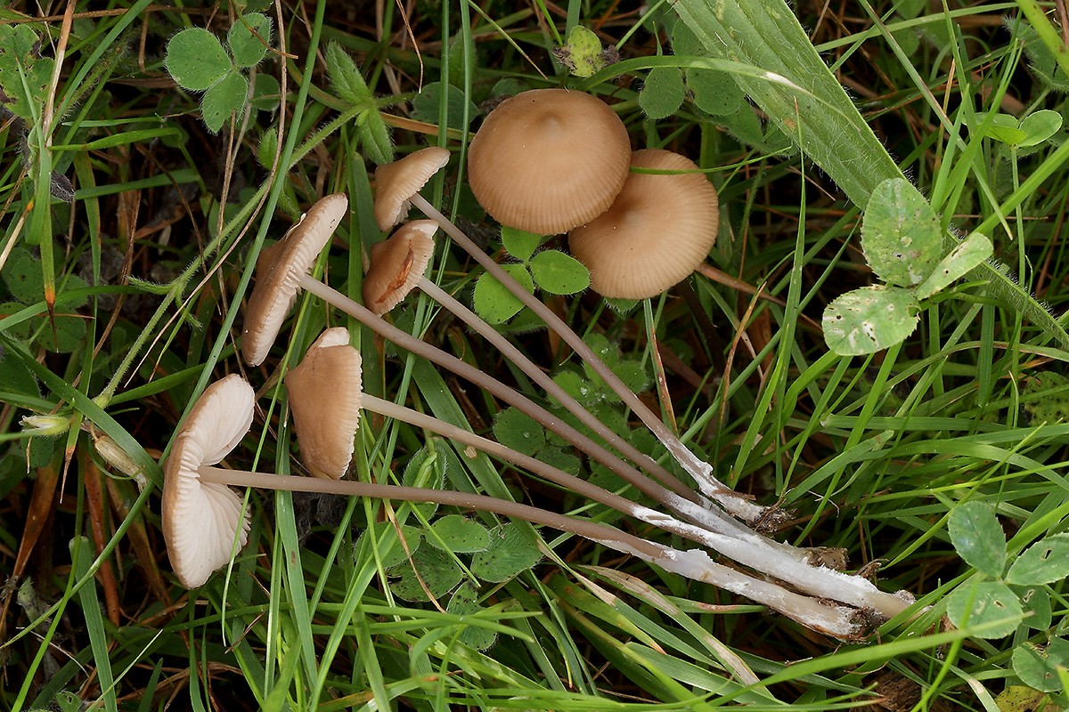 Entoloma infula