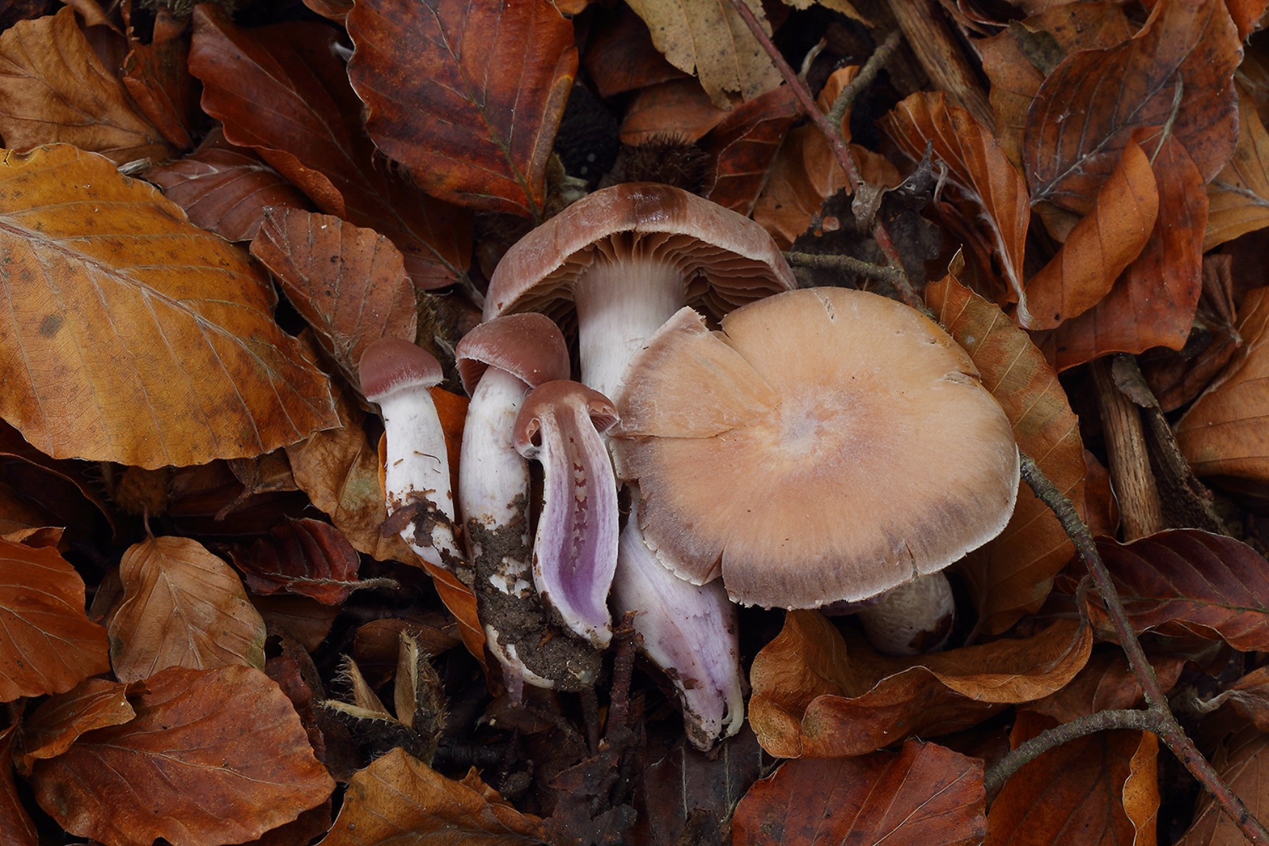 Cortinarius cagei