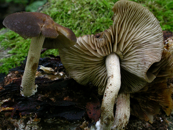 Agrocybe firma