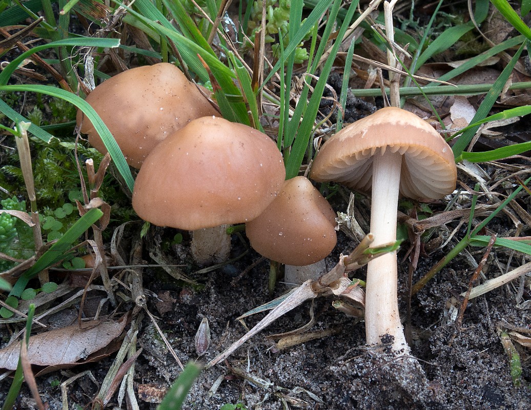 Marasmius collinus