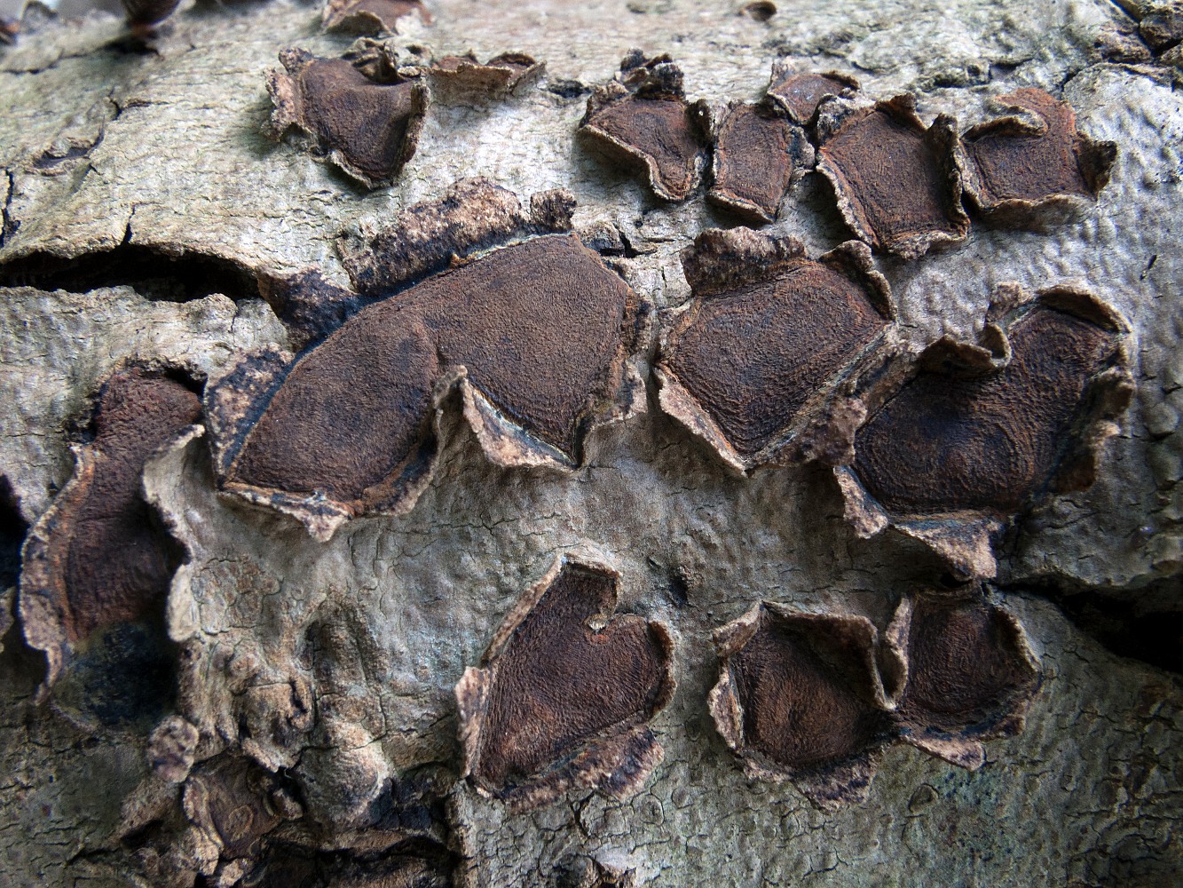 Hypoxylon cercidicola