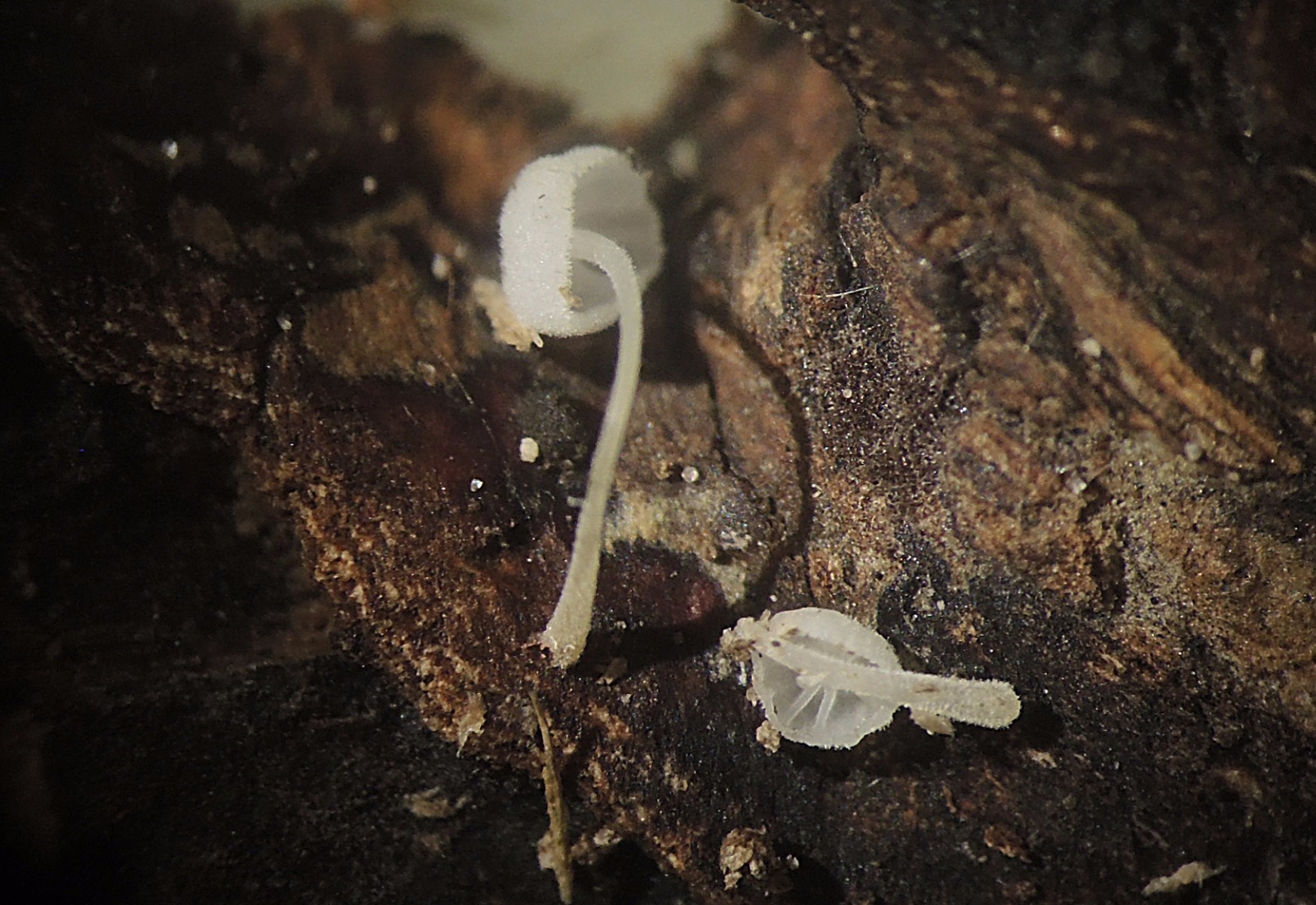 Hemimycena angustispora