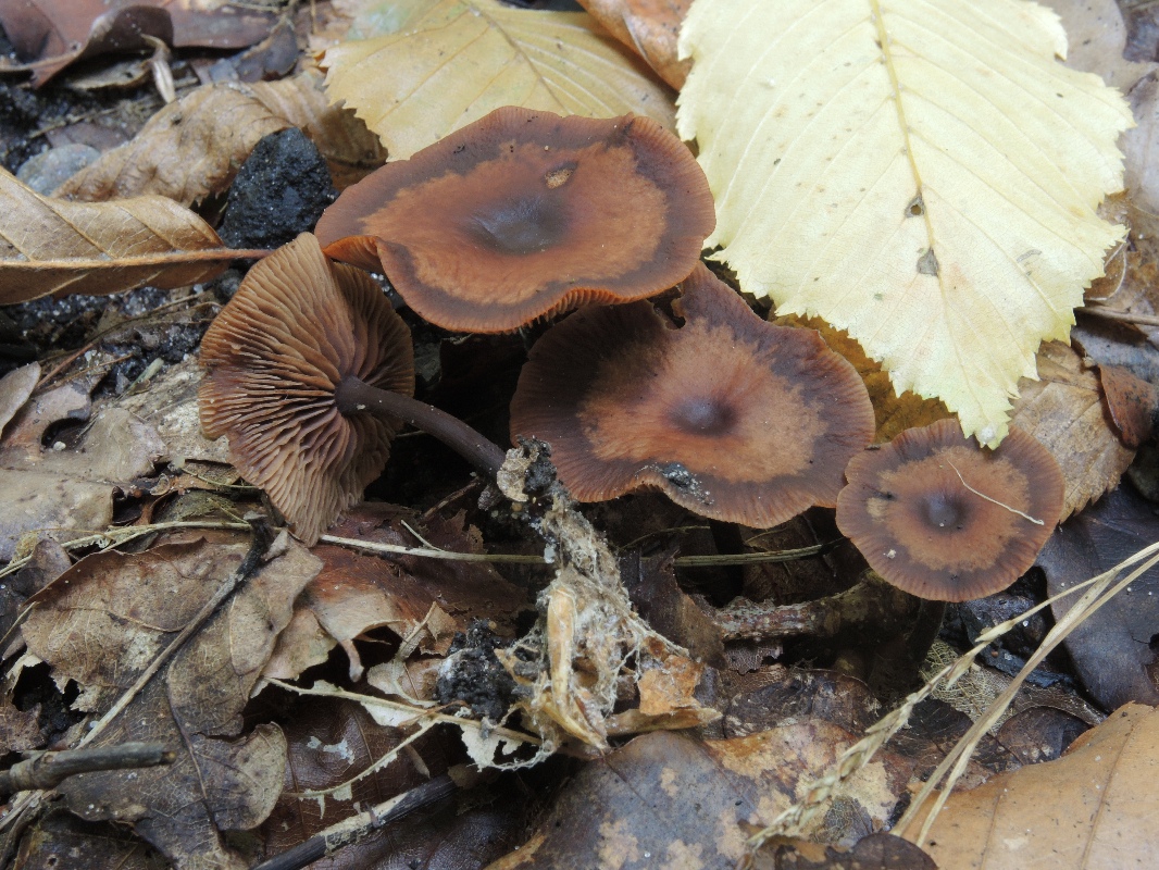 Gymnopus fuscopurpureus