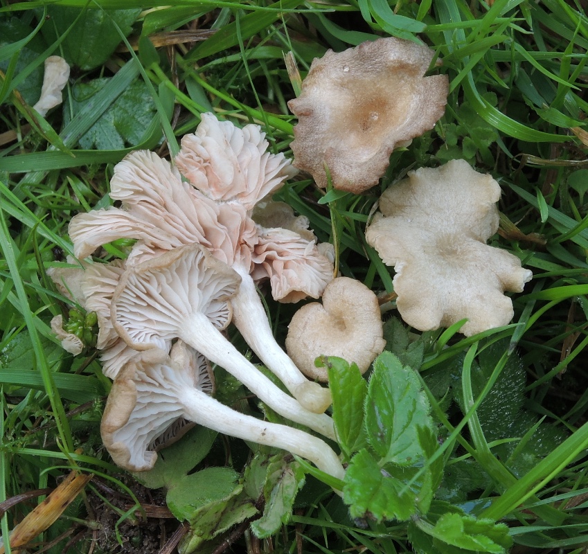 Entoloma neglectum