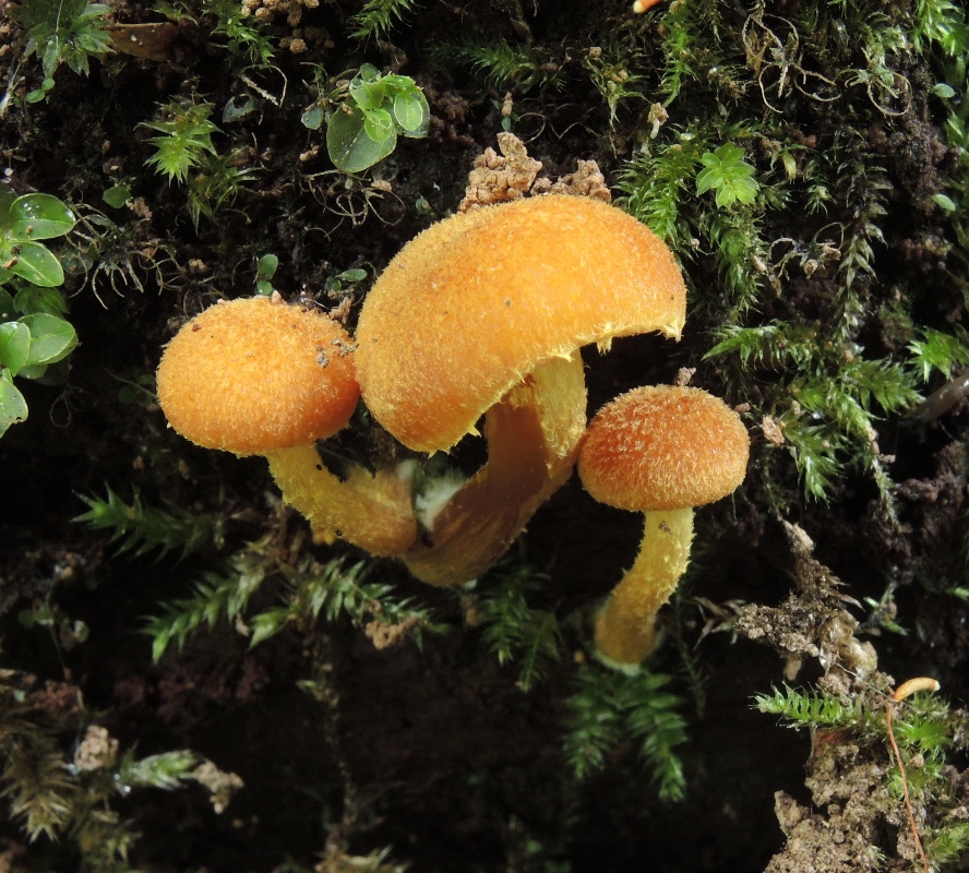 Flammulaster limulatus