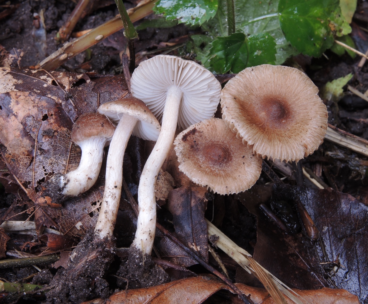 Inocybe nitidiuscula