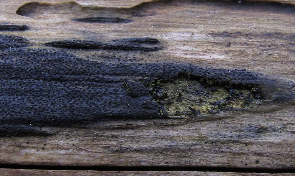 Eutypa flavovirens